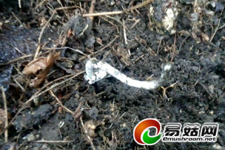 福建蟲草事件續(xù)：  破壞野生植被要被追責(zé) ()