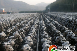 浙江龍泉：食用菌新技能 畝產(chǎn)3萬 ()