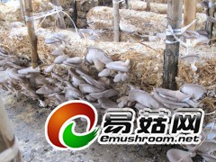 供应小麦杆种植菌菇技术，机器控温控湿全年生长无需人工图3