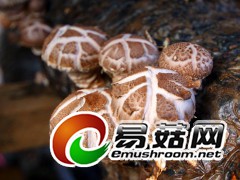 供应小麦杆种植菌菇技术，机器控温控湿全年生长无需人工图2