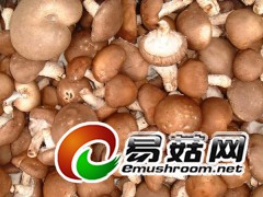 供应小麦杆种植菌菇技术，机器控温控湿全年生长无需人工图1