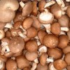 供应小麦杆种植菌菇技术，机器控温控湿全年生长无需人工