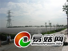 厂家直销食用菌大棚蘑菇大棚大棚厂家图3