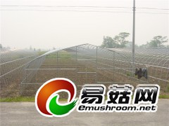 优质供应菌类温室食用菌大棚大棚厂家图1