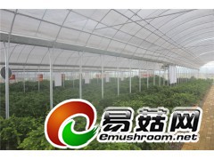 优质供应菌类温室食用菌大棚大棚厂家图2