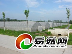 优质供应菌类温室食用菌大棚大棚厂家图3