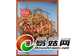 供应蛹虫草 原料蛹虫草菌粉批发图1