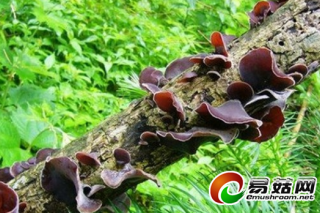 甘肅康縣：現(xiàn)代化產(chǎn)業(yè)思維 成就食用菌品牌 ()