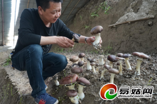 大球蓋菇成功“落戶”南疆 ()
