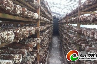 浙江慶元牽頭制定　香菇“新國標(biāo)” ()