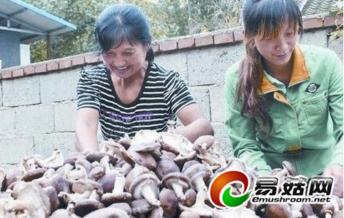 秦皇岛香菇