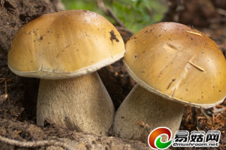 昆明野生菌市場(chǎng)再添“新成員” 白牛肝菌提前亮相 ()
