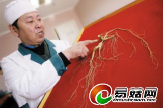 警惕：“工藝參”、假靈芝充斥土特產(chǎn)店 ()