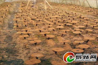 貴州習(xí)水縣：有機(jī)靈芝種植基地一期落成 ()