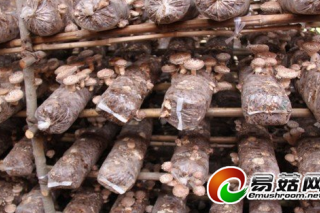 甘肅靖遠(yuǎn)：初試香菇種植 效益佳 ()