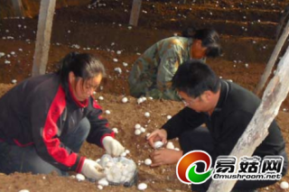 內(nèi)蒙赤峰：春茬雙孢菇收益200萬 ()