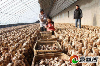 黑龍江海林市菌業(yè)年產(chǎn)值或達(dá)51億元 ()