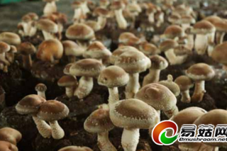“生態(tài)菇”成流行趨勢 ()