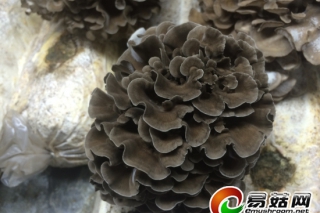 三元制冷助力智能農(nóng)業(yè)：灰樹花加入工廠化大軍 ()