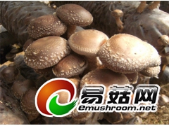 供应鲜香菇，距北京3小时车程，鲜货当日达，品质好！图1