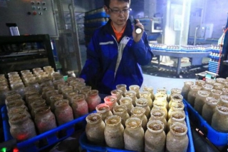 山東即墨食用菌工廠化栽培 熱銷國外 ()