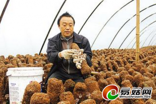 陜西黑山鎮(zhèn)子：首個規(guī)模化香菇生產(chǎn)基地建落成 ()