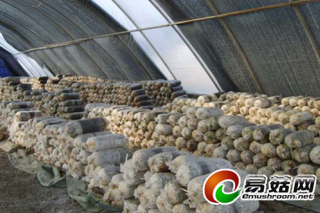 云南陸良縣：辦好食用菌合作社 帶富老百姓 ()
