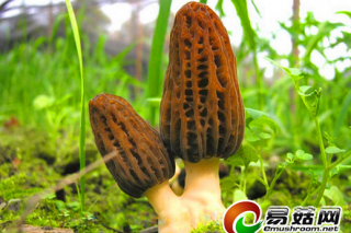 國內(nèi)羊肚菌“版圖”再添一處 ()
