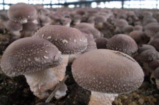 食用菌行業(yè)：香菇企業(yè)發(fā)展分析 ()
