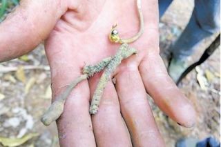 重慶小鎮(zhèn)被瘋狂采挖的“蟲草” 被證實為贗品 ()