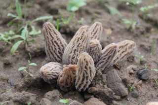 羊肚菌人工栽培在高寒區(qū)獲得成功 ()