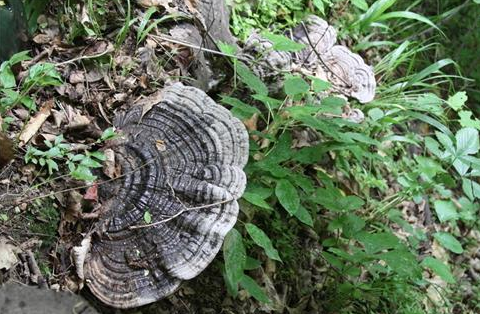 湖南嘉禾县:生态林区现野生灵芝