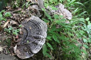 湖南嘉禾縣:生態(tài)林區(qū)現(xiàn)野生靈芝 ()