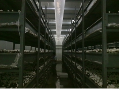 双孢菇拖网、尼龙网、蘑菇房空调网厂家直销，招代理经销商图2