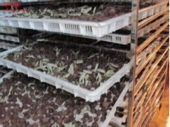 香菇热泵烘干机图1