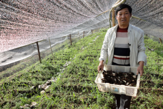 云南華坪縣加快推廣羊肚菌示范種植 ()