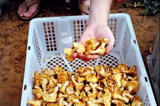 云南野生菌大批量上市 干巴菌每公斤最高達1000元 ()