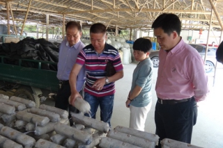 浙江桐廬升級食用菌基地建設(shè) ()