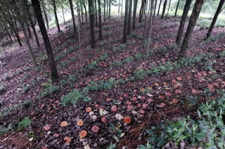 福建南平：利用茶枝仿生栽培靈芝 ()