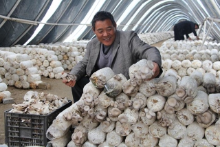 浙江龍泉：規(guī)范食用菌基地建設(shè)  打造“精品村” ()