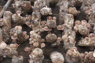 食用菌合作社牽手企業(yè) 抱團取暖好處多 ()