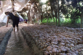 痛心：殘疾農(nóng)戶辦食用菌基地遇天災(zāi) 損失30萬 ()
