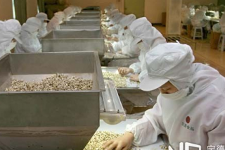 重慶：食用菌深加工致富一方人 ()