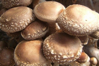 海南克服高溫條件　實現(xiàn)食用菌產(chǎn)業(yè)化生產(chǎn) ()
