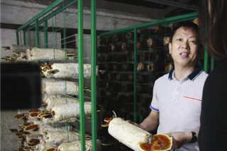 江蘇常州：秸稈成食用菌沃土 ()
