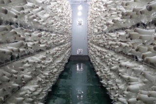 臺灣企業(yè)家福建當(dāng)“菇農(nóng)” 品牌化發(fā)展 ()