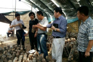 遼寧岫巖縣：權(quán)威專家應(yīng)邀會診食用菌發(fā)展情況 ()