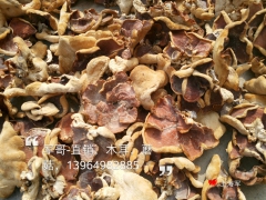 榆耳，2015好榆耳，大片榆耳批发图1