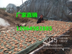 榆耳，2015好榆耳，大片榆耳批发图2