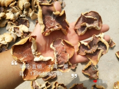 榆耳，2015好榆耳，大片榆耳批发图3